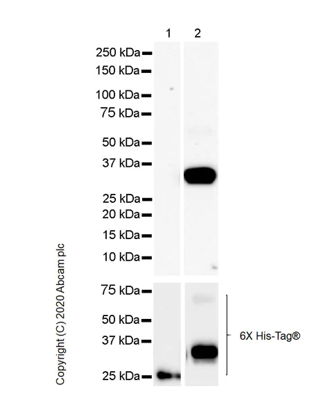 Western blot - Anti-HLA-DPB1 antibody [EPR23947-1] - BSA and Azide free (AB278084)
