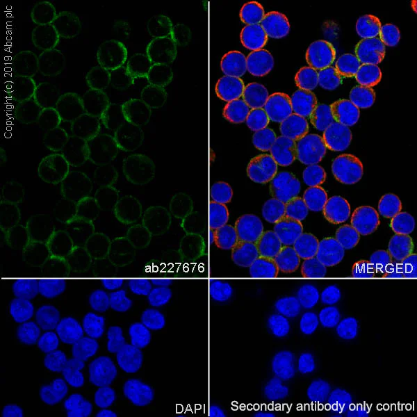 Immunocytochemistry/ Immunofluorescence - Anti-HLA-DPB1 antibody [SP229] - BSA and Azide free (AB246351)