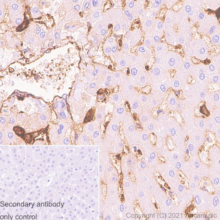 Immunohistochemistry (Formalin/PFA-fixed paraffin-embedded sections) - Anti-HLA-DQA1 antibody [EPR7300] - BSA and Azide free (AB211930)