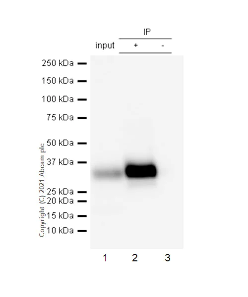 Immunoprecipitation - Anti-HLA-DQA1 antibody [EPR7300] - BSA and Azide free (AB211930)