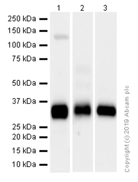 Western blot - Anti-HLA-DQA1 antibody [EPR7300] - BSA and Azide free (AB211930)