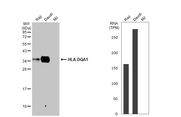 Western blot - Anti-HLA-DQA1 antibody [HL2139] (AB317143)