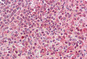 Immunohistochemistry (Formalin/PFA-fixed paraffin-embedded sections) - Anti-HLA-DQA2 antibody (AB136667)