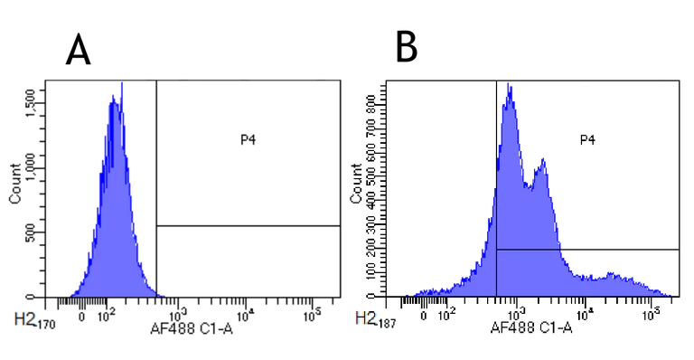 Flow Cytometry - Anti-HLA DQA2 antibody [F3.3] (AB288433)