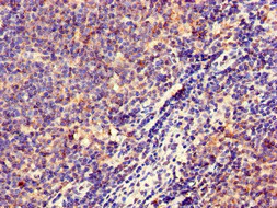 Immunohistochemistry (Formalin/PFA-fixed paraffin-embedded sections) - Anti-HLA-DQB1 antibody (AB224600)