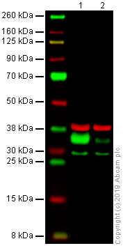 Western blot - Anti-HLA-DR antibody [DA6.147] (AB238469), expandable thumbnail