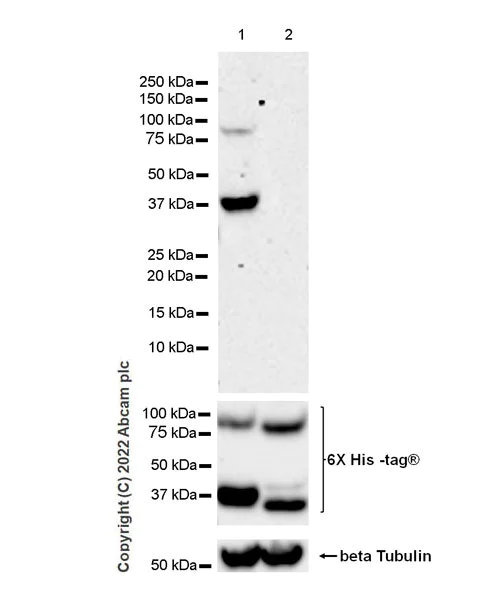 Western blot - Anti-HLA-DR antibody [EPR3692] (AB92511)