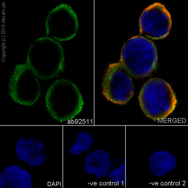 Immunocytochemistry/ Immunofluorescence - Anti-HLA-DR antibody [EPR3692] - Low endotoxin, Azide free (AB215985), expandable thumbnail