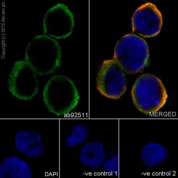 Immunocytochemistry/ Immunofluorescence - Anti-HLA-DR antibody [EPR3692] - Low endotoxin, Azide free (AB215985)