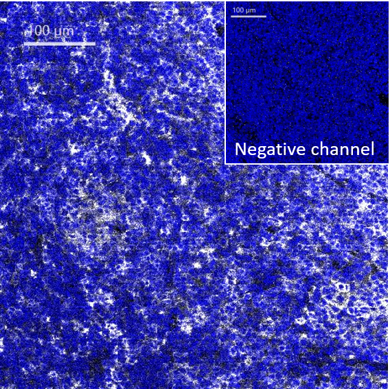 Mass Cytometry - Anti-HLA-DR antibody [EPR3692] - Low endotoxin, Azide free (AB215985), expandable thumbnail