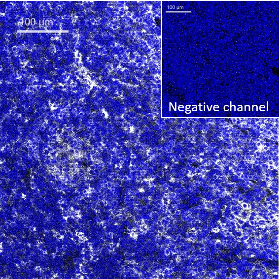 Mass Cytometry - Anti-HLA-DR antibody [EPR3692] - Low endotoxin, Azide free (AB215985)