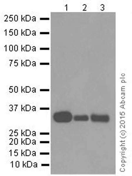 Western blot - Anti-HLA-DR antibody [EPR3692] - Low endotoxin, Azide free (AB215985)