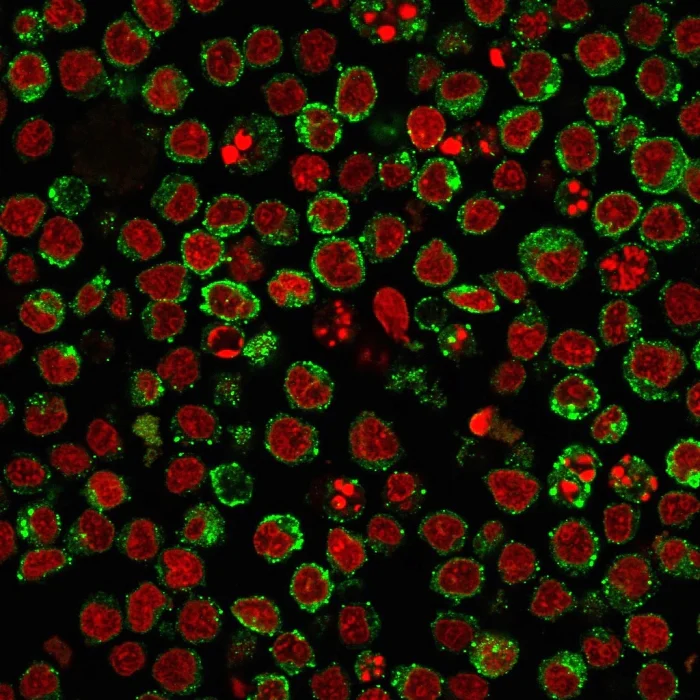Immunocytochemistry/ Immunofluorescence - Anti-HLA-DR antibody [HLA-Pan/2967R] - BSA and Azide free (AB259258)