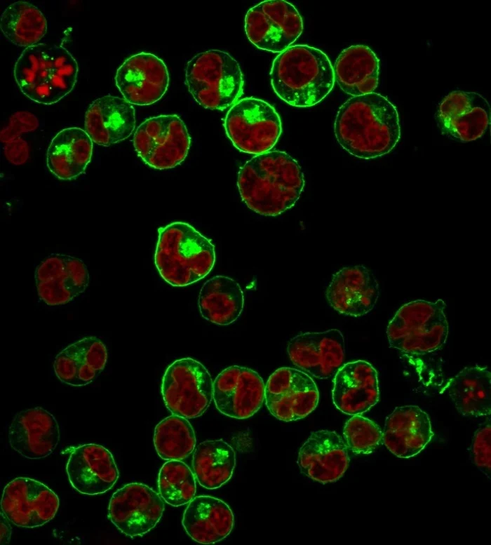 Immunocytochemistry/ Immunofluorescence - Anti-HLA-DR antibody [HLA-Pan/2967R] - BSA and Azide free (AB259258)