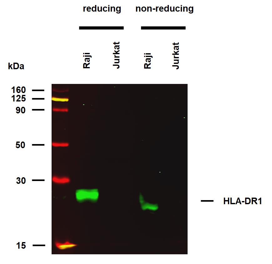 Western blot - Anti-HLA-DR antibody [MEM-267] (AB26089), expandable thumbnail