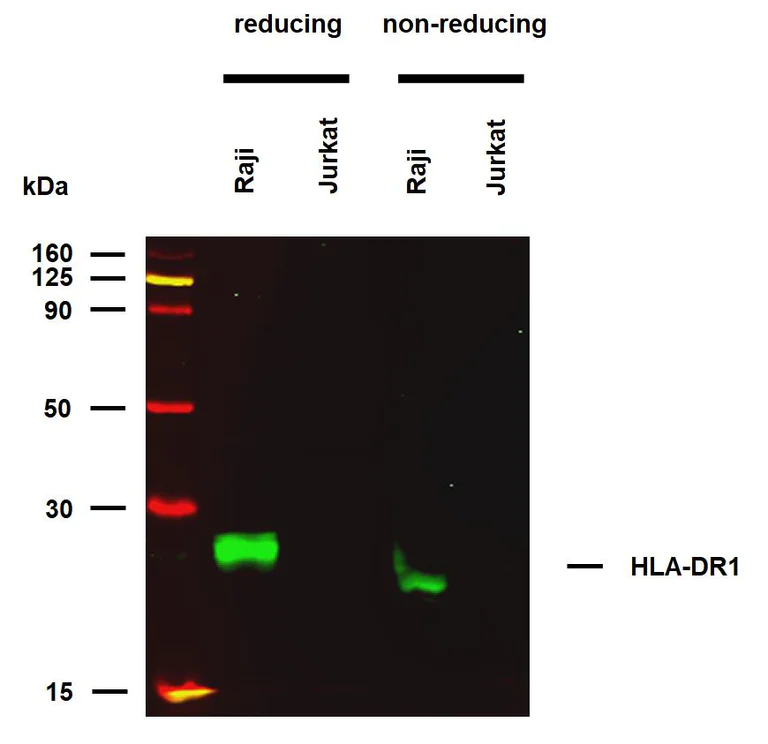 Western blot - Anti-HLA-DR antibody [MEM-267] (AB26089)