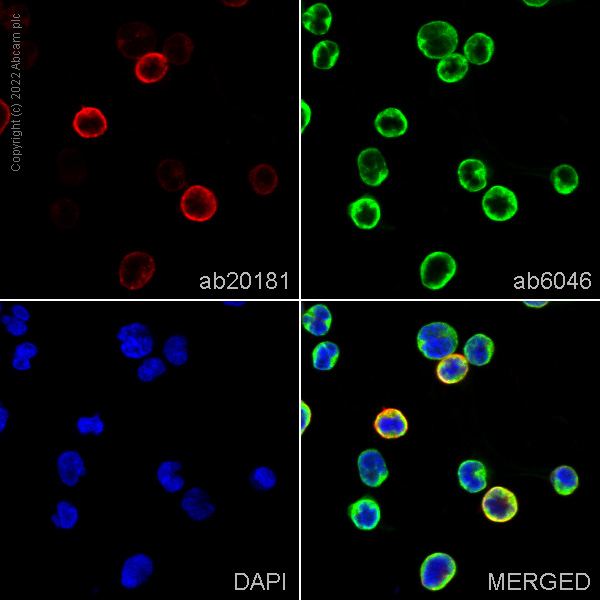 Immunocytochemistry/ Immunofluorescence - Anti-HLA-DR antibody [TAL 1B5] - BSA and Azide free (AB176408), expandable thumbnail