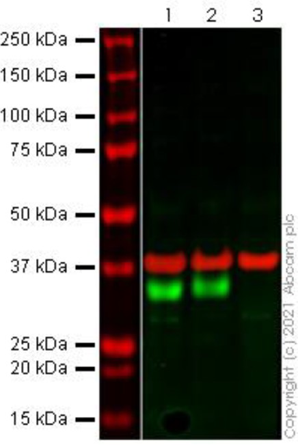 Western blot - Anti-HLA-DR antibody [TAL 1B5] - BSA and Azide free (AB176408), expandable thumbnail
