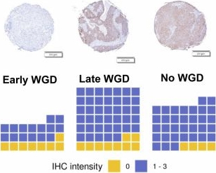 Immunohistochemistry - Anti-HLA DR + DP + DQ antibody [CR3/43] (AB7856)