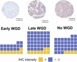 Immunohistochemistry - Anti-HLA DR + DP + DQ antibody [CR3/43] (AB7856)