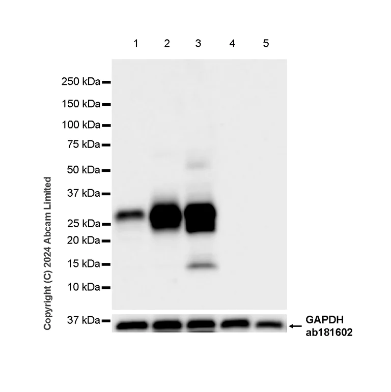 Western blot - Anti-HLA DR + DP + DQ antibody [CR3/43] - BSA and Azide free (AB324796)
