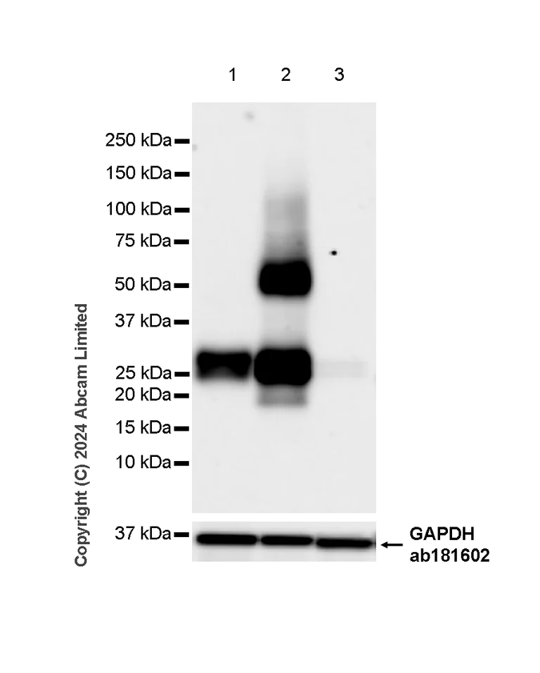 Western blot - Anti-HLA DR + DP + DQ antibody [CR3/43] - BSA and Azide free (AB324796)