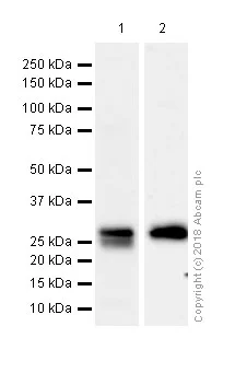 Western blot - Anti-HLA-DRB antibody [EPR6148] (AB133578)