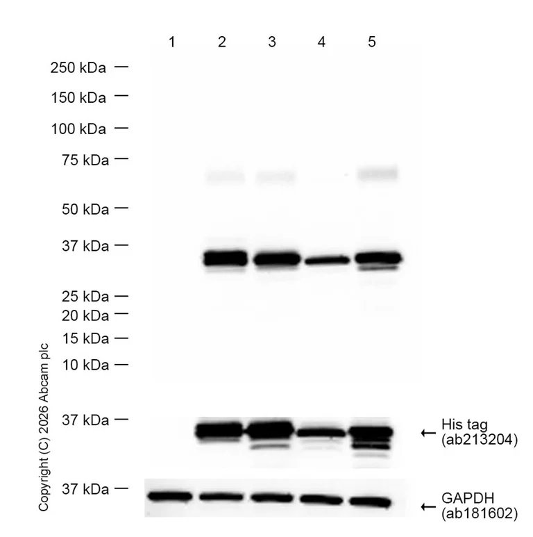 Western blot - Anti-HLA-DRB antibody [EPR6148] - BSA and Azide free (AB248561)
