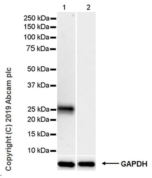 Western blot - Anti-HLA DRB1 + HLA-DPB1 antibody [JS76] (AB241560)