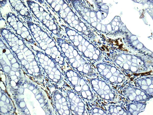 Immunohistochemistry (Formalin/PFA-fixed paraffin-embedded sections) - Anti-HLA-DRB4 antibody [EPR7182] - BSA and Azide free (AB248902)