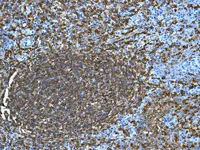 Immunohistochemistry (Formalin/PFA-fixed paraffin-embedded sections) - Anti-HLA-DRB4 antibody [EPR7183] - BSA and Azide free (AB248175)
