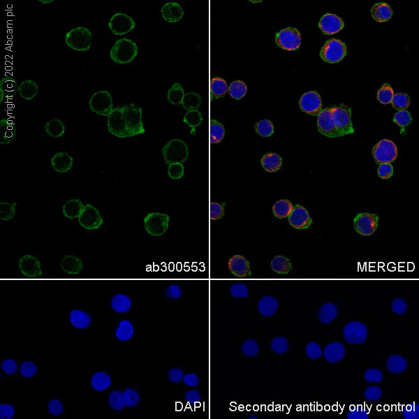 Immunocytochemistry/ Immunofluorescence - Anti-HLA E antibody [EPR25300-104] (BSA and Azide free) (AB300554)