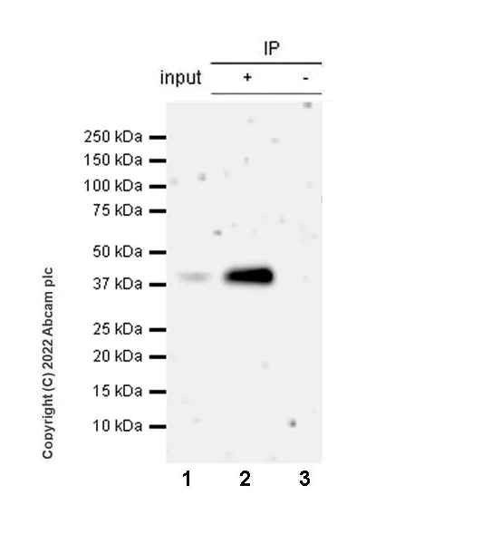 Immunoprecipitation - Anti-HLA E antibody [EPR25300-104] (BSA and Azide free) (AB300554)