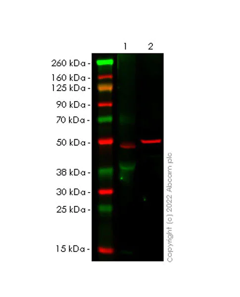 Western blot - Anti-HLA E antibody [EPR25300-104] (BSA and Azide free) (AB300554)