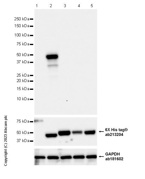 Western blot - Anti-HLA F antibody [3D11] - BSA and Azide free (AB314768), expandable thumbnail