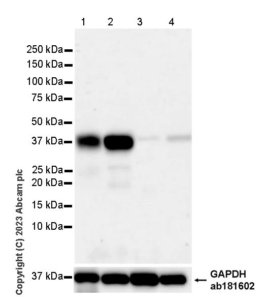 Western blot - Anti-HLA F antibody [3D11] - BSA and Azide free (AB314768)
