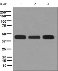 Western blot - Anti-HLA F antibody [EPR6803] - BSA and Azide free (AB248133)