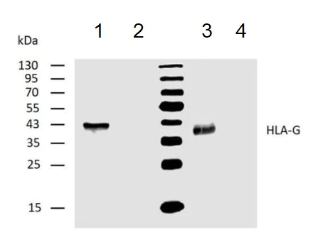Western blot - Anti-HLA G antibody [4H84] (AB52455)