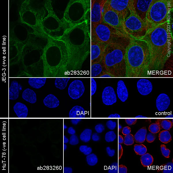 Immunocytochemistry/ Immunofluorescence - Anti-HLA G antibody [EPR23298-97] - BSA and Azide free (AB283278)