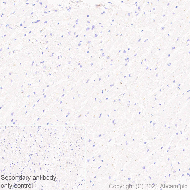 Immunohistochemistry (Formalin/PFA-fixed paraffin-embedded sections) - Anti-HLA G antibody [EPR23298-97] - BSA and Azide free (AB283278)