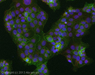 Immunocytochemistry/ Immunofluorescence - Anti-HLA G antibody [G233] (AB52454), expandable thumbnail