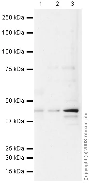 Western blot - Anti-HLA G antibody [MEM-G/1] (AB7759)