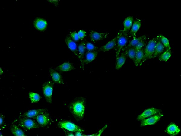 Immunocytochemistry/ Immunofluorescence - Anti-HLAB antibody (AB193415)