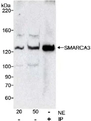 Western blot - Anti-HLTF antibody (AB17984)