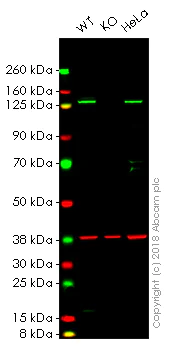 Western blot - Anti-HLTF antibody [EPR14761] (AB183042)