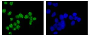 Immunocytochemistry/ Immunofluorescence - Anti-HLTF antibody [EPR14761] - BSA and Azide free (AB250652)