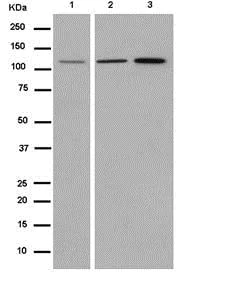 Western blot - Anti-HLTF antibody [EPR14761] - BSA and Azide free (AB250652)