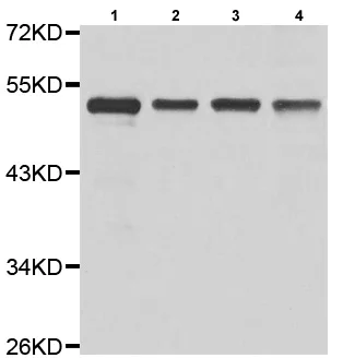 Western blot - Anti-HLX1 antibody (AB210808)