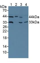 Western blot - Anti-HMBS/PBGD antibody (AB232927)