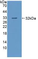 Western blot - Anti-HMBS/PBGD antibody (AB232927)